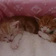 ♥️ももたろう♥️の画像