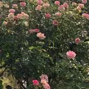 めるの画像