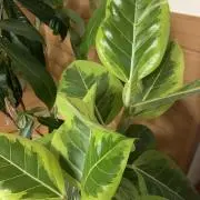 acozoの画像