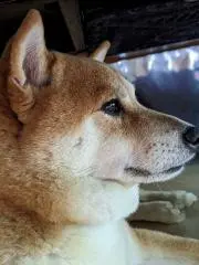 さり犬