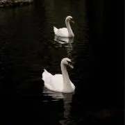 ❤︎の画像