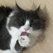 ♡の画像