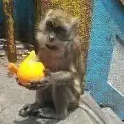 パピコの画像