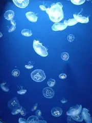 ひろみの画像