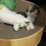 roの画像