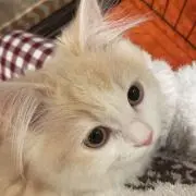 まぐろの画像