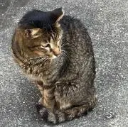 ねこさんの画像