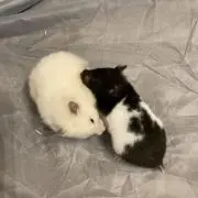 ゆいりり