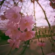 カズ