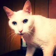 あいたん