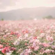 モ カの画像