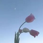 あおいの画像