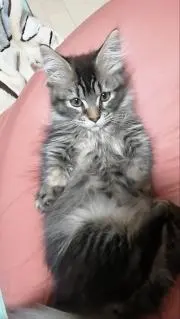 Lakiの画像