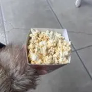 はっぱの画像