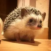 はりねずみひろき☆
