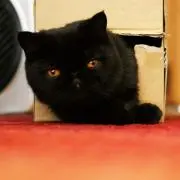 naoの画像