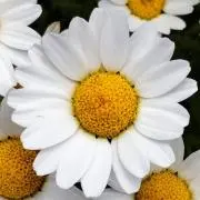 ゆめの画像