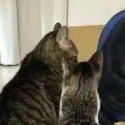 ねこがえるの画像