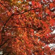 紅葉の画像