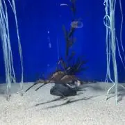 lauの画像