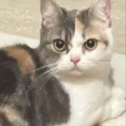 もちもちの画像