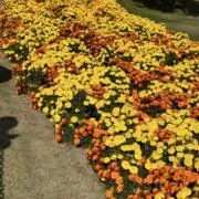 bkn129129の画像