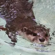 カワウソ