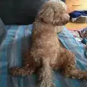 ギャビー
