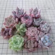 sustaの画像