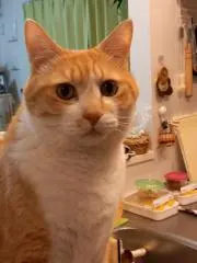 やすかたよしひろの画像