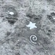 ✮の画像