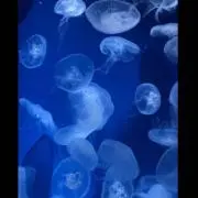 カナ