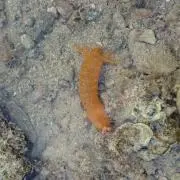 オレンジの生き物