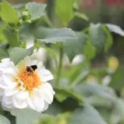 mimiの画像