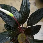 ブセファランドラSp. King Tetana 水上葉 - メルカリ