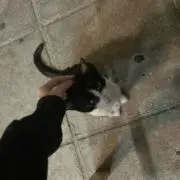 7の画像