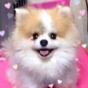 ユキゴン