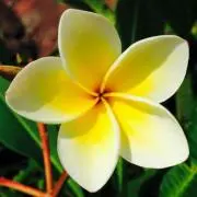 プルメリア♪