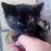 (=^・・^=)どらりん