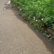 赤犬の画像