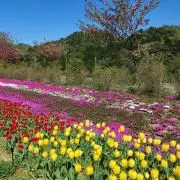 コミリの画像