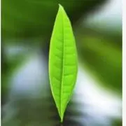 Kazu