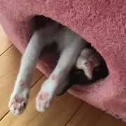 しらこの画像