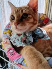 ダブルリボン(ピンク×グレー、アーガイル)わんちゃん猫ちゃん用首輪