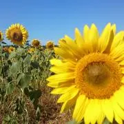 はな★即日発送可の画像
