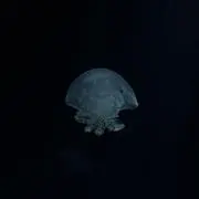 月｜ プロフ確認お願いいたしますの画像