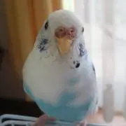 かこの画像