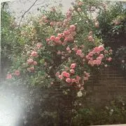 uiuiの画像