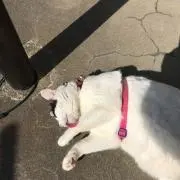 ヤス