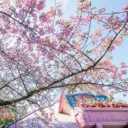 メルの画像